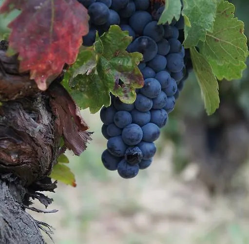 Carpe Diem Guest house