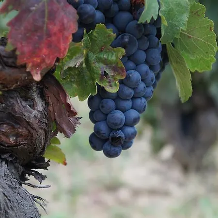 Carpe Diem Maison d'hôtes